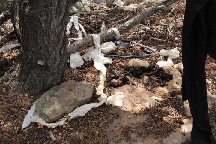 Toilet paper and human feces is scattered around a tree.
