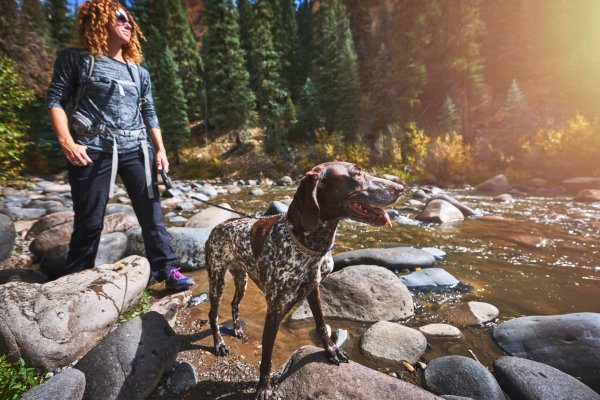 A person hikes through a stream with their dog on leash.