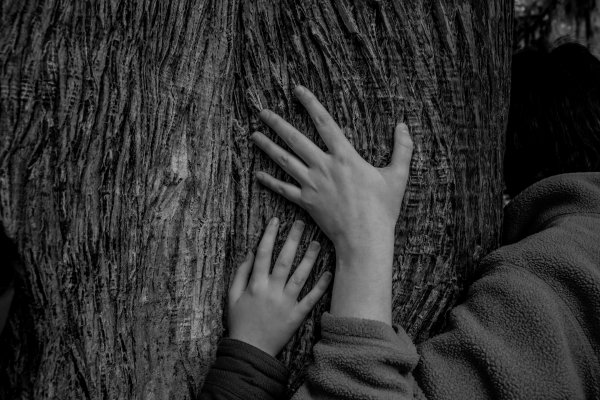 A small and a little hand wrapped around an ancient tree.