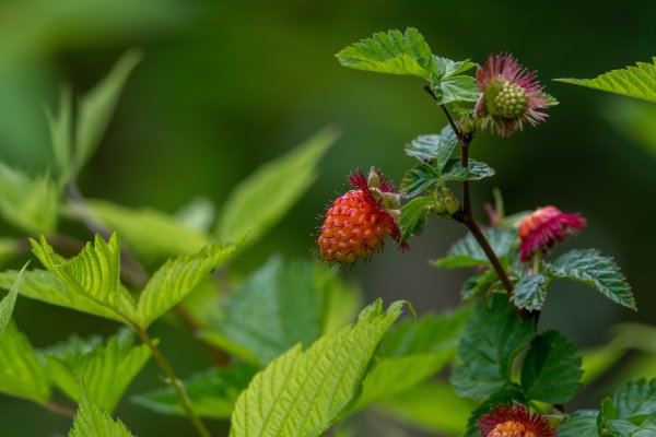 A close-up photo of a pink salmonberry.