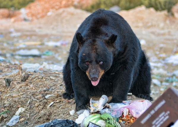 A Bear eating garbage strewn by inconsiderate campers - Don't Love it to Death