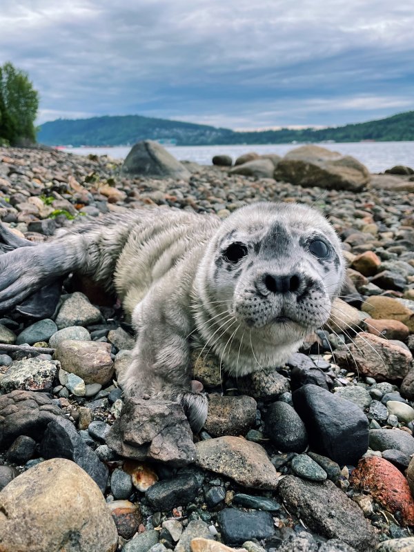 A white furry baby seal pup lays on a rocky beach. 