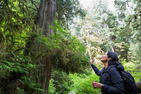 A Talaysay Tours tour guide looks up at the forest.