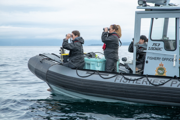 Three officials on a black and grey inflatable boat look out at the ocean with binoculars as they monitor seals in the ocean.