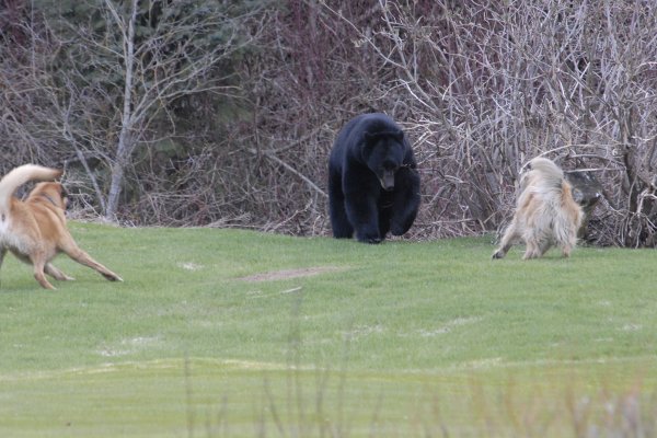 Two dogs chase a black bear that looks distressed.