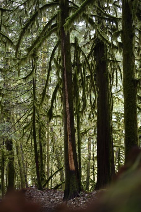 A Culturally Modified Tree with a strip of bark missing. 