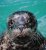 Seal Pups on the Shore: How to Admire from Afar and Know When They Need Help