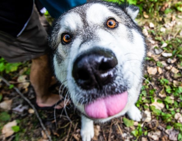 A dog looks up with its tongue out.