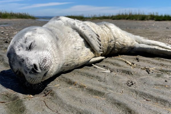 A baby seal pup lying on a beach.
